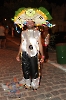 Carnaval Cultural Aracati 2013-61