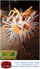 Carnaval Cultural 07.02.16-104